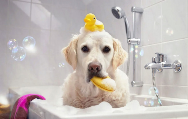 Dctr.Go Шампунь-бальзам для животных Sнampoo Therapy "Мультиуход" 1000 ml в Перми